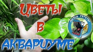 Комнатные цветы в аквариуме