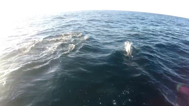 Встречи с дельфинами в море. Неделя на парусной яхте. смотреть онлайн