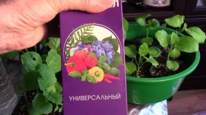 Болезни рассады баклажан.  Как лечить