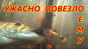 ПОДВОДНАЯ ОХОТА . ОПАСНОЕ СБЛИЖЕНИЕ