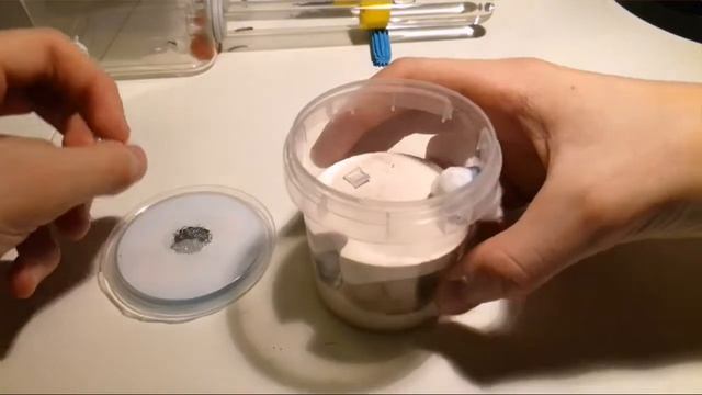 Как кормить муравьев и мучного червя.(Lasius Flavus в формике). смотреть онлайн