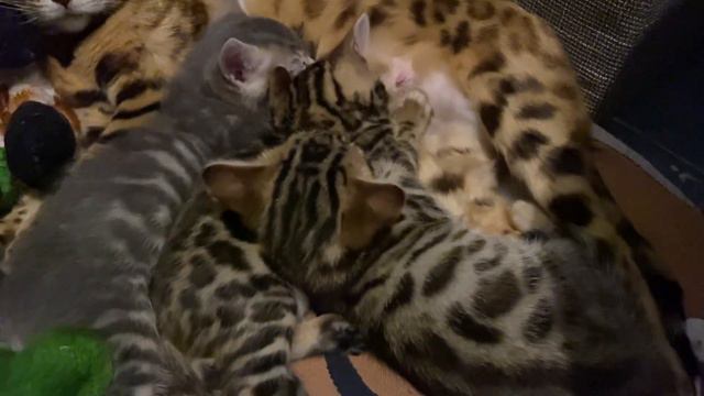 ✅Бенгальские котята моей Манисы - 1 мес 6 дней/13.06.23 14:00