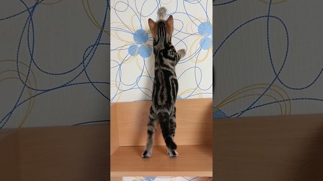 Котенок Американской короткошерстной породы