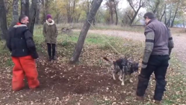 Немецкая овчарка, занятие по защите/охране. Работаем «двоечку» первый раз.. смотреть онлайн