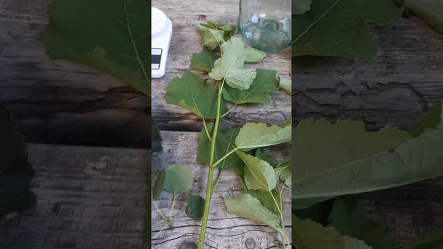 ОСИНОВЫЙ КВАС! ПАНАЦЕЯ 90-х ВЕРНУЛАСЬ! #осиновыйквас #осина #польза #вред #здоровье