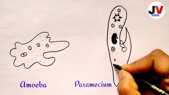 protozoa diagram class 8| protozoa drawing смотреть онлайн