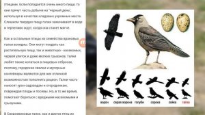 Как кричит Галка? Чем Галка отличается от Вороны?