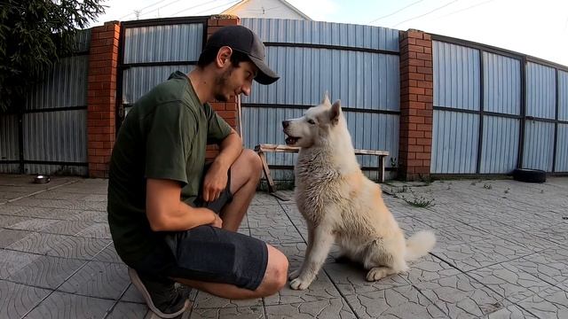 МОЖНО ЛИ ДАВАТЬ СОБАКЕ СЫР смотреть онлайн