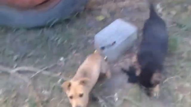 Щенки дворняги играют. Позитивное видео для хорошего настроения смотреть онлайн