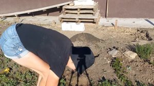 Построила перголу для клематисов