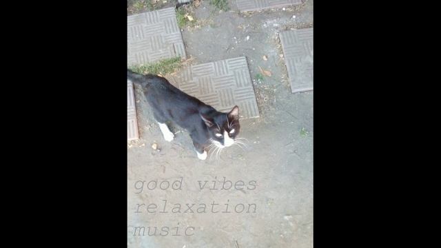Russian Doomer Music | Best Russian Rock Songs | Post-punk | Music Playlist But The Video Is My Cats