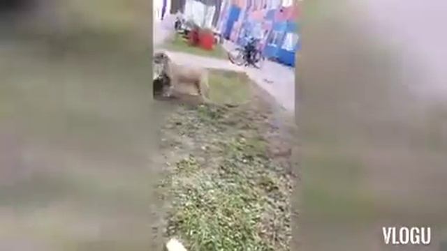 USA pitbull Simba en Sky 😍😍😍 spellen смотреть онлайн