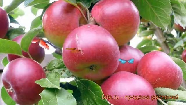 Яблоня средний Фаворит (malus) ? средний яблоня Фаворит обзор: как сажать, саженцы яблони Фаворит смотреть онлайн