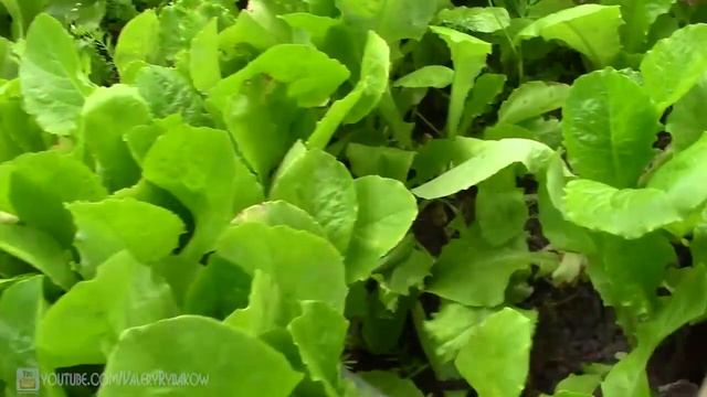 Теплые высокие грядки ИТОГИ за 3 года Стоит ли делать высокие грядки / ГРЯДКИ-КОРОБА / Тёплые грядк смотреть онлайн