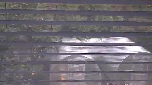 Это зеленое дерево смотреть онлайн