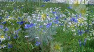 Брак по любви