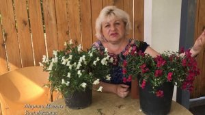 Львиный зев ампельный - антириум . Выращивание .