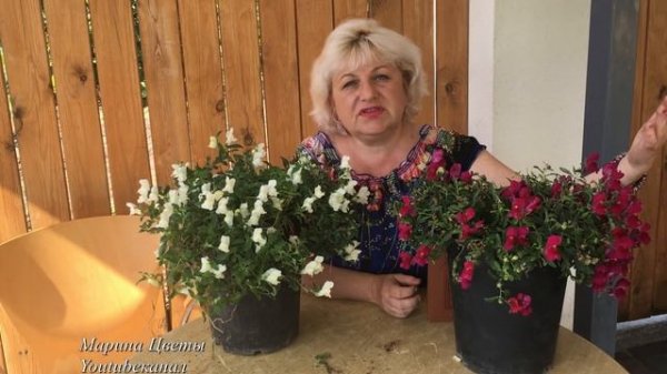 Львиный зев ампельный - антириум . Выращивание .