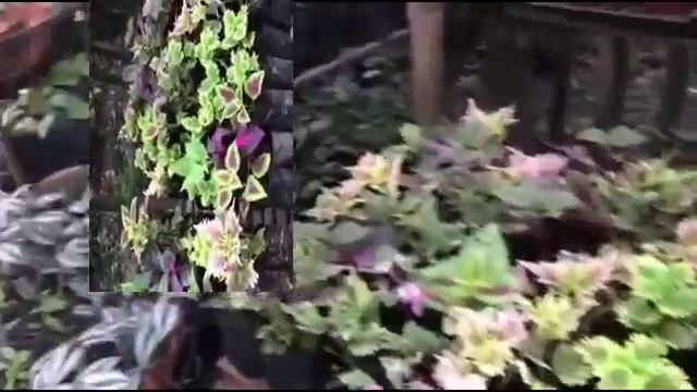 ZAMBOANGA CITY ASSORTED PLANTS (MERCEDES ZONE4) смотреть онлайн