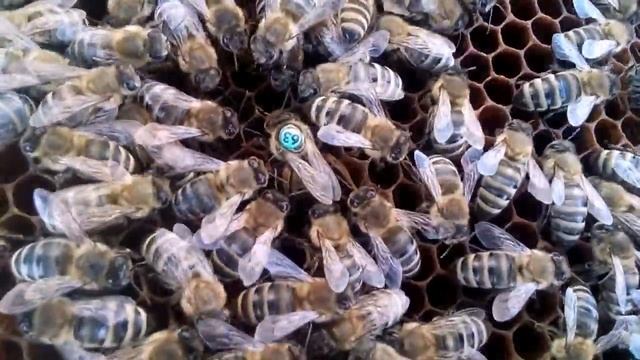 Поведение на соте пчеломатки и свиты пчел возле ее. смотреть онлайн