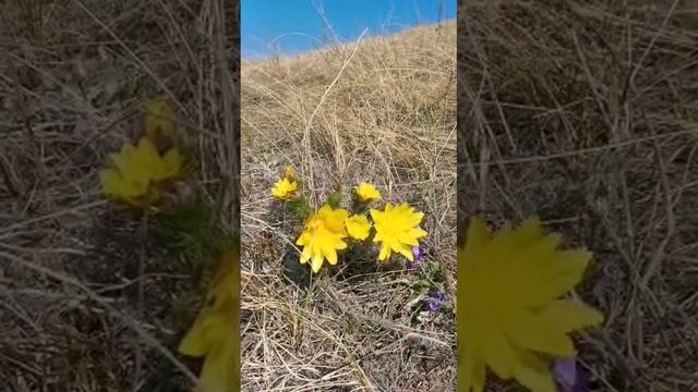 Первые цветы! Горицвет! смотреть онлайн
