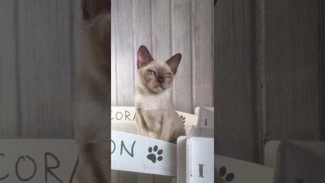 Бурма котенок шоколад Winner Lion ?? смотреть онлайн