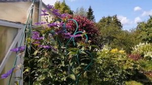 Клематисы у меня в саду.