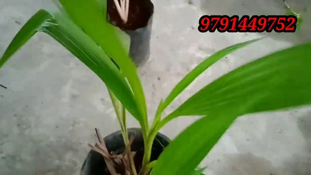 അടിപൊളി ചെടികൾ 10രൂപ മുതൽ /plant online sale смотреть онлайн