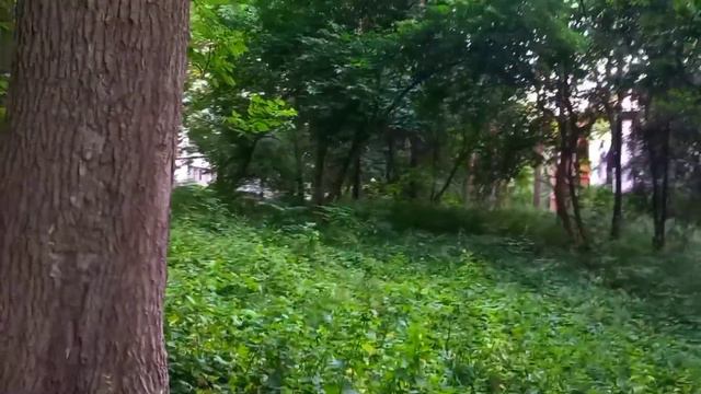 Ессентуки Курортный парк вечером 🏞 смотреть онлайн
