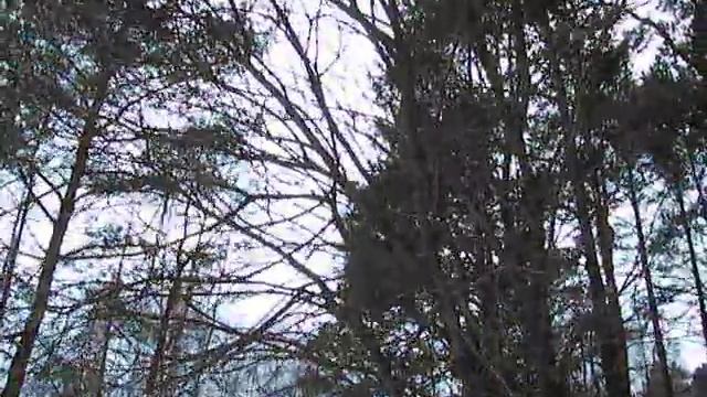 25.02.2019г распустилась верба в Людиново. смотреть онлайн