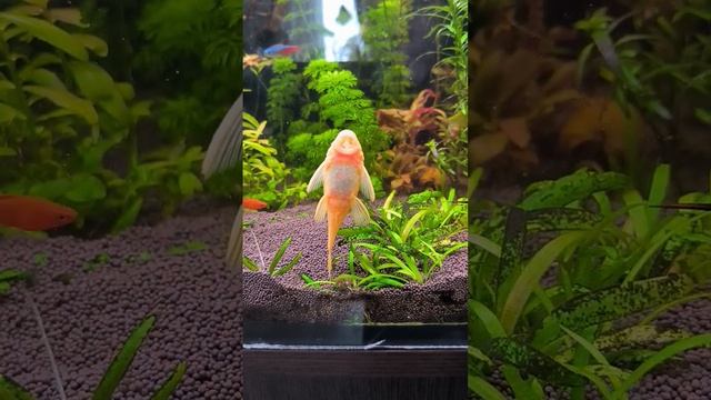#relaxing #aquarium #aquascape #fish #relax #аквариум #аквариумистика #животные #рыбки #анциструс смотреть онлайн