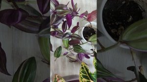 Традесканции квадриколор (Qvadricolor). Какие они разные!