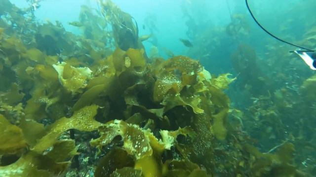 Stewart Island 2016 Kellys Hut смотреть онлайн