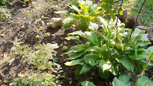 Дачные идеи. Волшебство timelapse. Ручей из лобелий вместо сныти смотреть онлайн