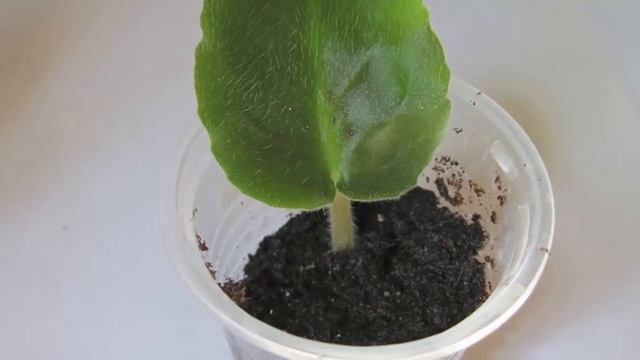 Способы размножения Фиалки. Как размножить Фиалку узамбарскую. смотреть онлайн