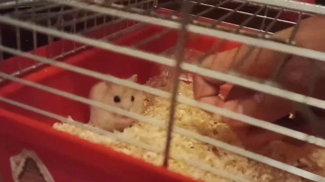 Что должно быть в клетке у хомяка. Как ухаживать за хомяком.?❤️ смотреть онлайн