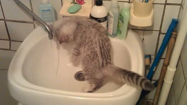 Коварный водопровод смотреть онлайн