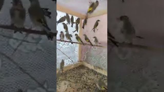 Такие красивие птицы Щегол ? смотреть онлайн