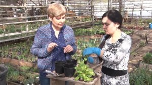 Примула - самые ранние весенние цветы. Как размножать примулу.