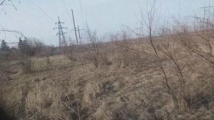 Садим мордовник. Лучший медонос.