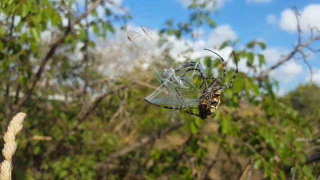 Spider attacks dragonfly. Паук аргиопа дольчатая атакует стрекозу. смотреть онлайн