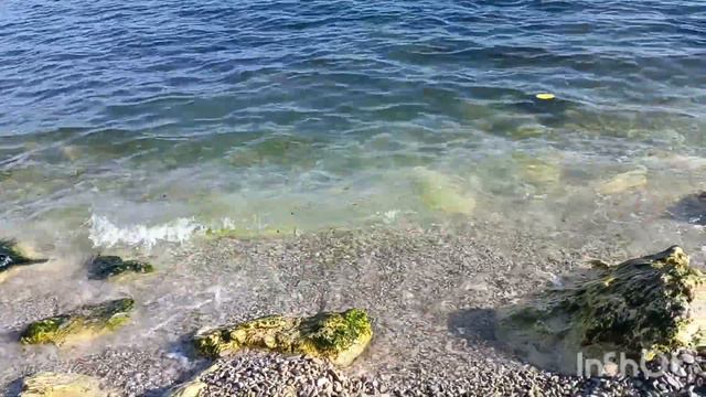 Море... Солнце... и будущая,, Дикая роза,, смотреть онлайн