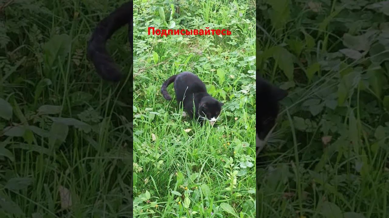 Белая Лапка балуется с кусочком еды) смотреть онлайн