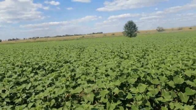 Обзор подсолнечника Саванна на 4 ке дачи от 09 08 2020 смотреть онлайн