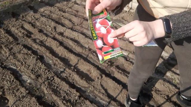 Посев редиса в открытый грунт 16.03.19 # укроп в открытом грунте#сеем укроп смотреть онлайн