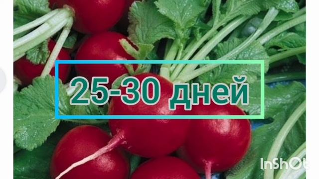 обзор семян - редис Черриет, Рудольф, Диего, Дуо смотреть онлайн