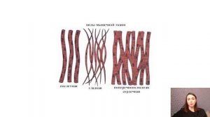 Ткани человека: эпителиальная, соединительная, мышечная, нервная