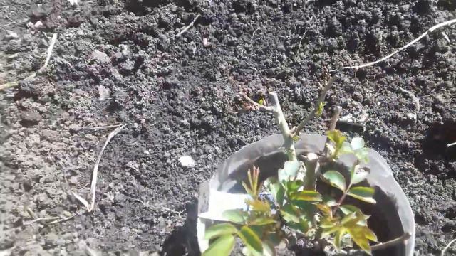 Приживаемость роз, посаженных весной из ИМ Нака-Нока смотреть онлайн