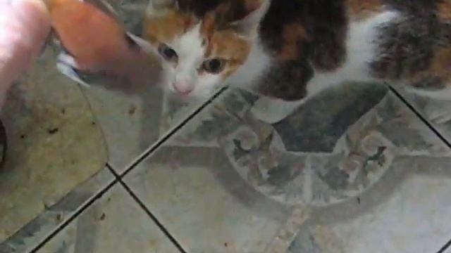 Кошка Кузя хочет есть 08-:) смотреть онлайн