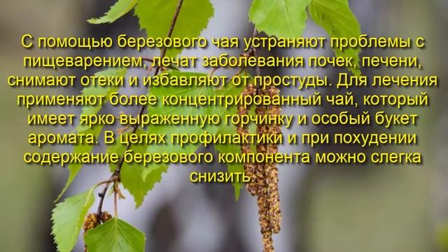 Берёзовые листья лечебные свойства, рецепты и противопоказания смотреть онлайн